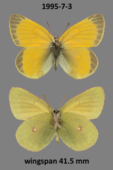 Colias hecla