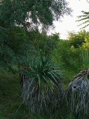 Yucca gloriosa tristis