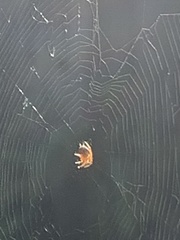 Araneus diadematus