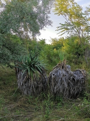 Yucca gloriosa tristis