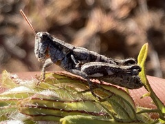 Aeoloplides fuscipes