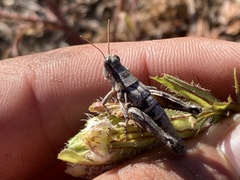 Aeoloplides fuscipes