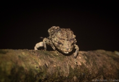 Tychreus sellatus