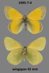 Colias hecla
