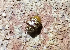 Cryptocephalus fulguratus