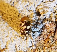 Cryptocephalus fulguratus