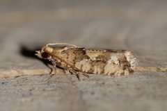 Zeiraphera canadensis