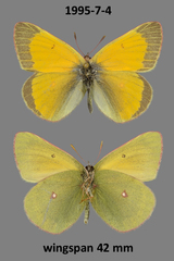 Colias hecla