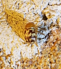 Cryptocephalus fulguratus