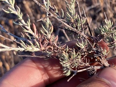 Eriogonum wrightii dentatum