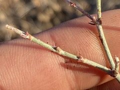 Eriogonum wrightii dentatum