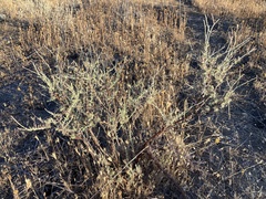 Eriogonum wrightii dentatum