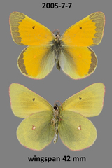 Colias hecla