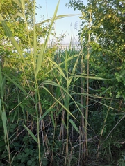 Phragmites australis