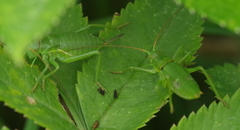 Callicrania ramburii