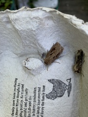 Agrotis clavis