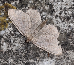 Philereme vetulata