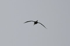 Plegadis falcinellus