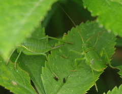 Callicrania ramburii
