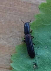 Colydium filiforme