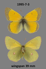 Colias hecla