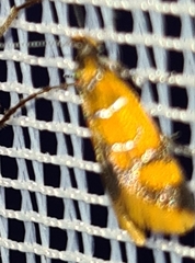 Promalactis procerella