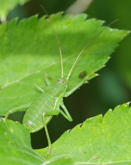 Callicrania ramburii