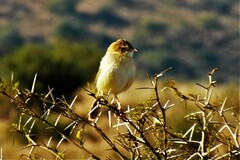 Cisticola juncidis