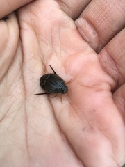 Acilius abbreviatus