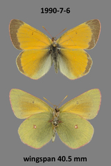 Colias hecla
