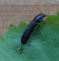 Colydium filiforme