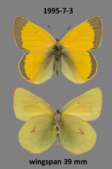 Colias hecla