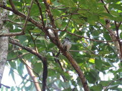 Platysteira peltata peltata