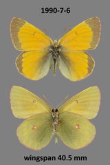 Colias hecla