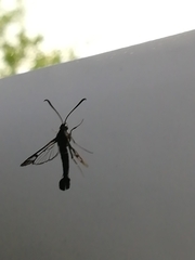 Synanthedon tipuliformis