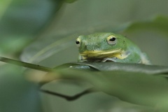 Zhangixalus taipeianus