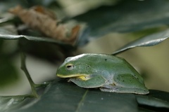 Zhangixalus taipeianus