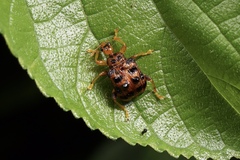 Agomadaranus