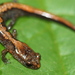 Northern Zigzag Salamander - Photo (c) Andy Kraemer, some rights reserved (CC BY-NC)