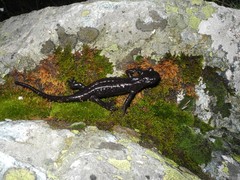 Salamandra lanzai
