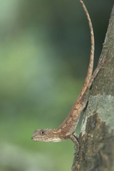 Diploderma polygonatum xanthostomum