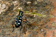 Cosmodela batesi