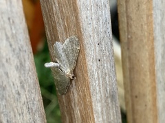 Philereme vetulata