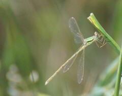 Lestes barbarus