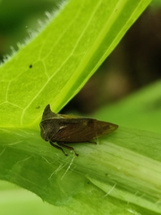 Centrotus