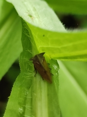 Centrotus