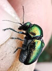 Cryptocephalus globicollis