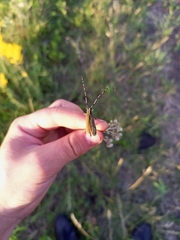 Agapanthia villosoviridescens