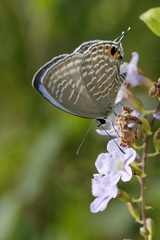 Jamides alecto dromicus
