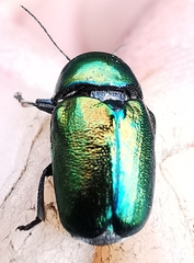 Cryptocephalus globicollis